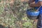 Laborer collecting olives carefully from the branch to the basket