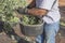 Laborer collecting olives carefully from the branch to the basket