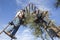 Laborer on the ladder collecting olives from the branch to the basket