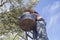 Laborer on the ladder collecting olives from the branch to the basket