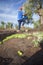 Laborer picking olives on the ladder