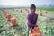 A laborer is preparing a plastic bag filled with turnips for export to the local market at Savar