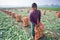 A laborer is preparing a plastic bag filled with turnips for export to the local market at Savar