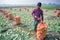 A laborer is preparing a plastic bag filled with turnips for export to the local market at Savar