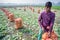 A laborer is preparing a plastic bag filled with turnips for export to the local market at Savar