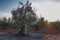 Laborer on the stepladder collecting olives at dawn