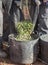 Laborers couple transfers olives from collection net to the harvesting bucket