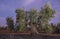 Laborers on the stepladder collecting olives at dawn