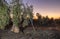 Laborers on the stepladder collecting olives at dawn