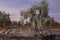 Laborers on the stepladder collecting olives at dawn