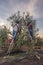 Laborers on the stepladder collecting olives at dawn