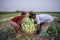 Labors are uploading Kohlrabi cabbage in plastic mesh bags for export in local market at Savar,