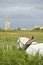 Labour Vineyard with a draft white horse-Saint-Emilion