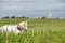Labour Vineyard with a draft white horse-Saint-Emilion