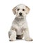 Labradoodle, 1 year old, sitting in front of white background