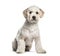 Labradoodle, 1 year old, sitting in front of white background