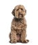 Labradoodle , 2 years, sitting against white background