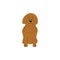 Labradoodle cartoon dog icon