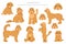 Labradoodle clipart. Different poses, coat colors set