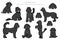 Labradoodle clipart. Different poses, coat colors set