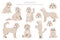 Labradoodle clipart. Different poses, coat colors set