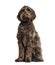 Labradoodle, crossbreed dog between labrador and toy poodle