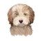 Labradoodle dog digital art illustration of cute canine animal. Crossbreed dog created by crossing Labrador retriever and Standard