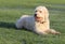 Labradoodle dog on grass