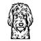 Labradoodle dog head - vector isolated illustration on white background