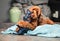 Labradoodle dog with large plush toy in mouth and between paws