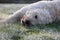 Labradoodle dog laying on grass