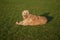 Labradoodle dog laying in grass with ball