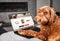 Labradoodle dog ordering online by internet for home delivery