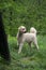 Labradoodle dog in the outdoors