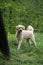 Labradoodle dog in the outdoors