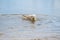 Labradoodle dog plays with a yellow ball in its mouth, in the water. White curly dog stands in the blue water