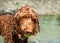 Labradoodle dog in river with tennis ball in mouth