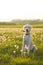 Labradoodle dog sat in a field
