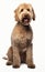 Labradoodle dog sitting and looking at the camera in front isolated of white background