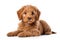 Labradoodle Dog Sitting On A White Background