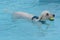 Labradoodle dog with tennis ball in mouth swimming