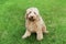 Labradoodle in grass