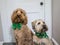 Labradoodle in green bow and  Soft-coated Wheaten Terrier dog in bandana standing next to white door