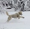 Labradoodle Jumping in snow.