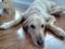 Labradoodle laying on floor