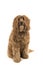 Labradoodle looking at the camera sitting on a white background in a vertical image