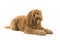 Labradoodle lying down and looking at the camera on a white background