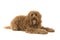 Labradoodle lying down and looking at the camera on a white background