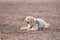 Labradoodle lying on the ground with a ball