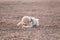 Labradoodle lying on the ground playing with a ball outdoors